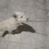 سگ پاکوتاه|سگ|زنجانرود, |دیوار