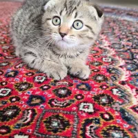 گربه اسکاتیش بریتیش
