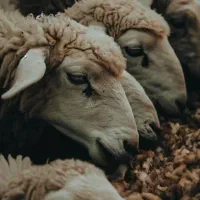 دام زنده نمونه گوسفند مغانی خرید حضوری و غیرحضوری