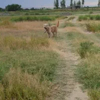 سگ تریر پا بلند