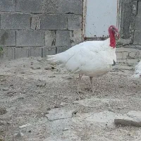 بوقلمون|حیوانات مزرعه|شیراز, احمدآباد|دیوار