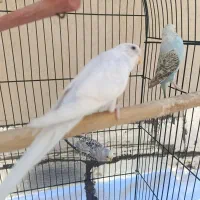 مرغ عشق|پرنده|شیراز, قصرالدشت|دیوار