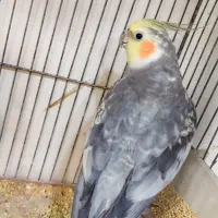 جفت عروس هلندی نر و ماده|پرنده|شیراز, شاهچراغ|دیوار