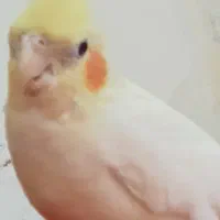 عروس هلندی زرد کم شده