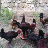 مرغ و خروس محلی