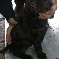 سگ کنکورسو|سگ|تهران, جیحون|دیوار