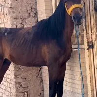 اسب