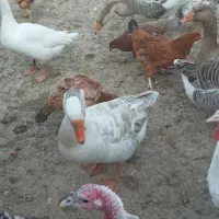 غاز محلی وبوقلمون