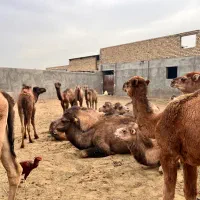 ۲تاشترماده ‌۶تا کره شترنر|حیوانات مزرعه|مشهد, شهرک مهر آباد|دیوار