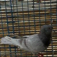 کفتر|پرنده|سیرجان, |دیوار