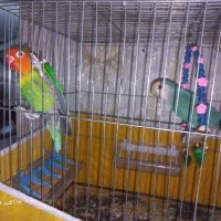 یک جفت طوطی برزیلی