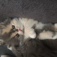 پرشین نرو ماده ۲ماهه|گربه|کهریزک, |دیوار