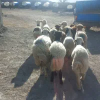 ۱۲ بره شیرمس باب پروار قدکشیده کاور یکپارچه