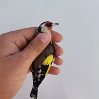 سهره نر ماده|پرنده|خوی, |دیوار