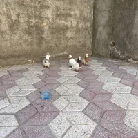 کفترطوقی|پرنده|مشهد, تلگرد|دیوار