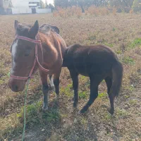 مادیون و کره نریون ۴ماهه