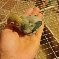 جوجه سرلاکی طوطی برزیلی سبز کله قرمز|پرنده|شیراز, شهرک سعدی|دیوار