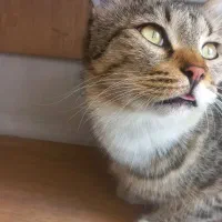 واگذاری گربه|گربه|کرج, شاهینویلا|دیوار