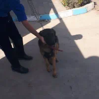 سگ ژرمن آروم ومهربان