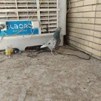 کبوتر هفت رنگ دم سفید