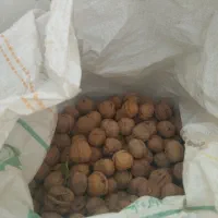 گردو درجه یک بوانات|خوردنی و آشامیدنی|شیراز, دروازه اصفهان|دیوار