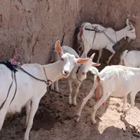 خوب|حیوانات مزرعه|تربت جام, میان جام|دیوار