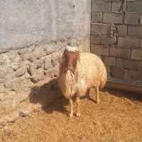 یک عدد شک ورن درجه یک ناب