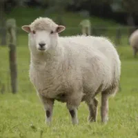 فروش گوشت بره