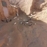 ۲۳عدد کبوتر پرشی ۳تاشون  جوجه هستن