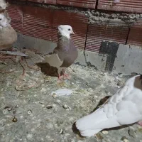 کبوتر طوقی|پرنده|مریوان, |دیوار