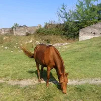 مادیون پونی پنج سال قد 95 سانت