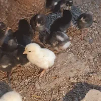 جوجه زیر مرغی محلی