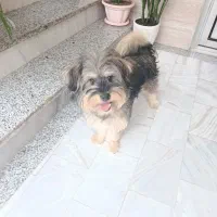 سگ پاکوتاه پشمالو