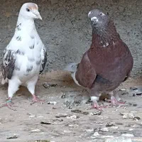 کفتر فروشی اطراف رباط کریم|پرنده|رباط‌کریم, حصار مهتر|دیوار