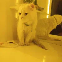 گربه پرشین|گربه|مشهد, مشکینی (شهرک غرب)|دیوار