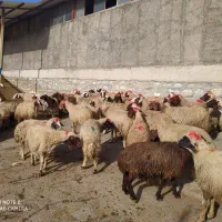 عمده فروشی تک فروشی گوسفندزنده میش وشیشک بز وتی بز|حیوانات مزرعه|خرمآباد, |دیوار