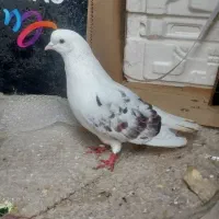 ماده دوکت قرمز پرشی