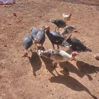 بوقلمون|حیوانات مزرعه|سیلاخور, |دیوار