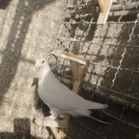 کبوتر این حیون دست هرکی هست زنگ بزنه