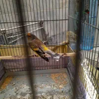 ((سهره قناری لر بخون))|پرنده|ری, شهادت|دیوار