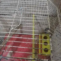 مرغ عشق نر|پرنده|خرمشهر, |دیوار