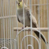 عروس هلندی نر و ماده|پرنده|تهران, بروجردی|دیوار