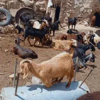 بز شیرا و بزغاله