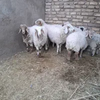 فروش گوسفند