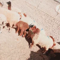 بره گوسفند|حیوانات مزرعه|اهواز, گلدشت|دیوار
