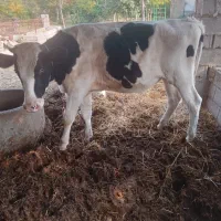 گوساله نر هلشتاین صنعتی|حیوانات مزرعه|رامیان, |دیوار