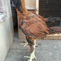 جوجه لاری افغان