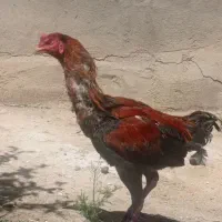 مرغ خروس لاری
