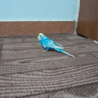 مرغ عشق ماده مست