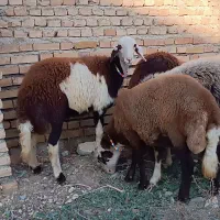 ۱۱عددتوقلی پلنگی بروجردی عتیقه